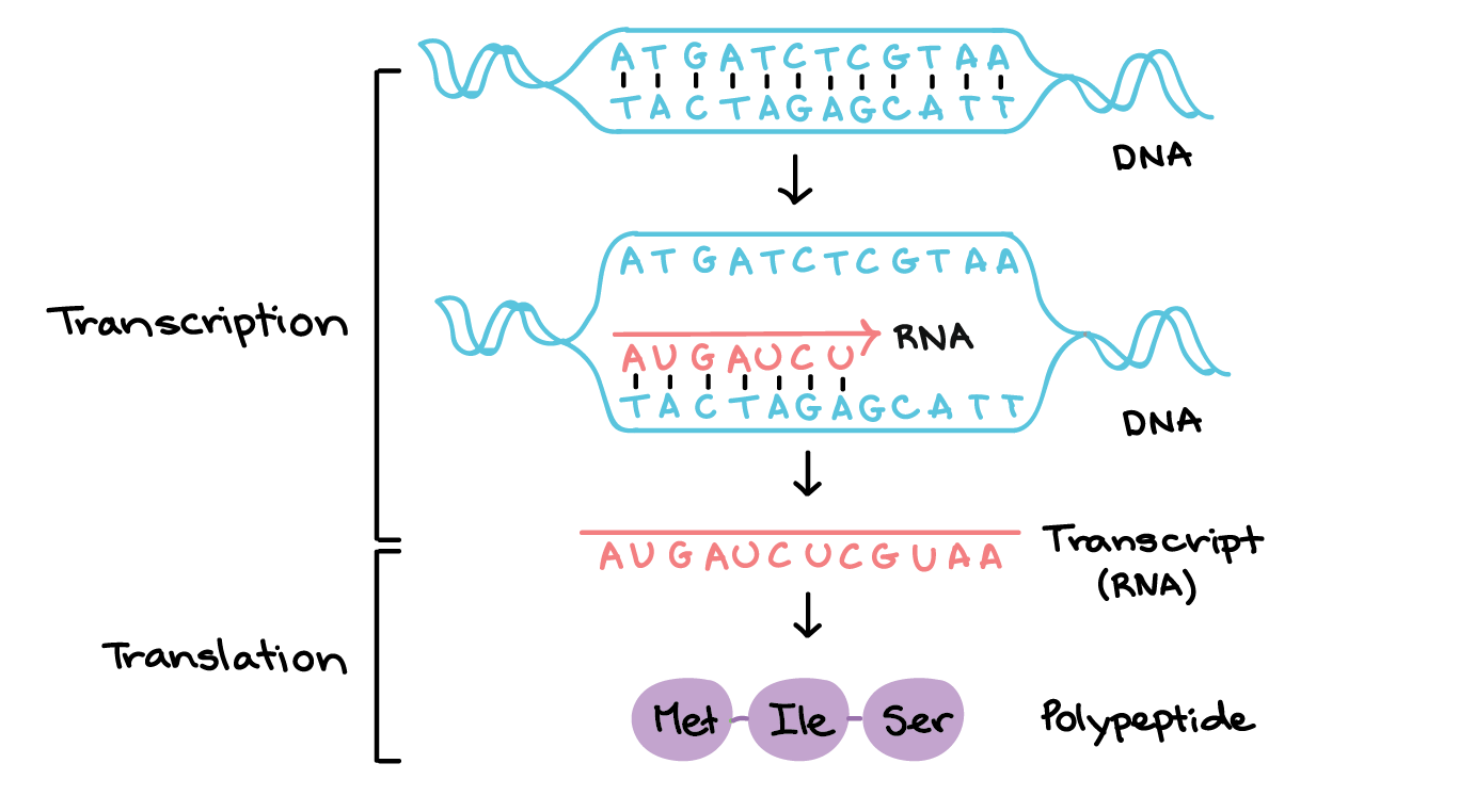 The Processes of Transcription & Translation