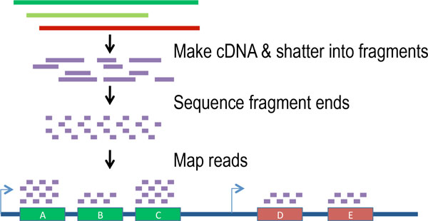 What is RNA Sequencing?