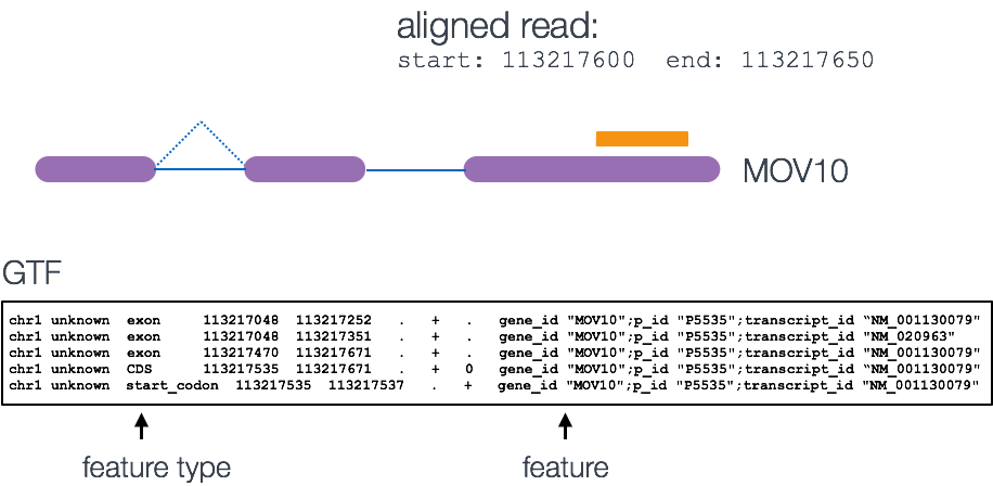 Example Transcript Quantification