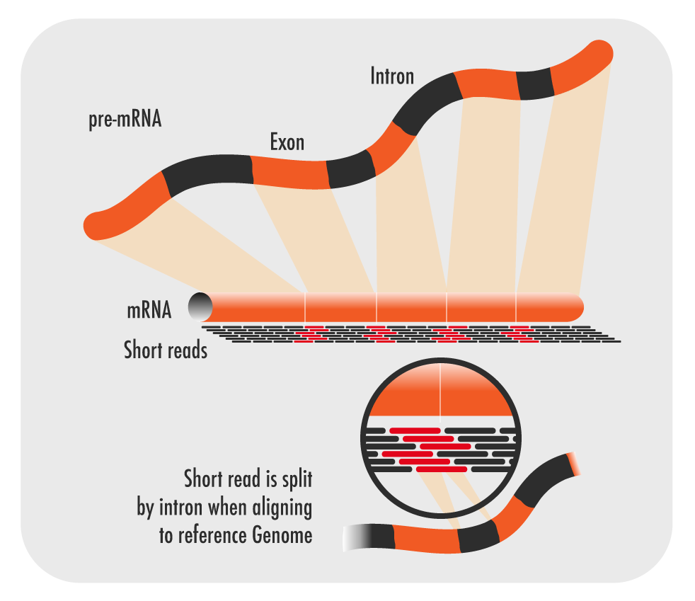 What is RNA Sequence Read Mapping