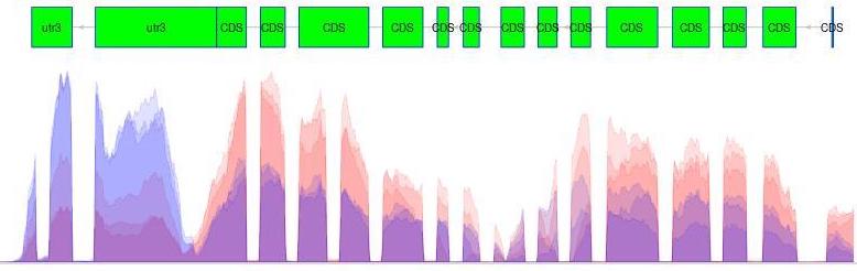 Gene Model Expression Coverage Plot