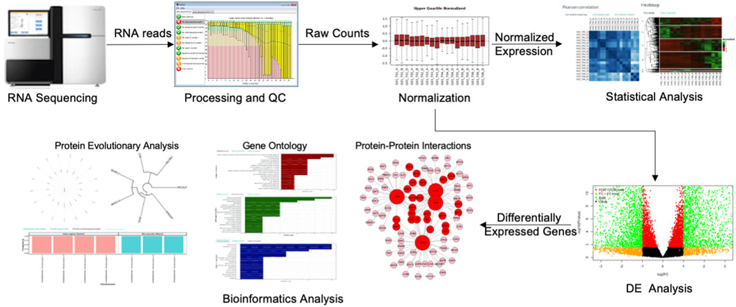 RNA Sequencing Data Analysis Pipeline