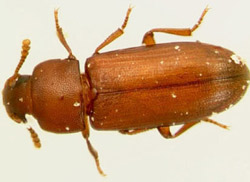 The Red Flour Beetle