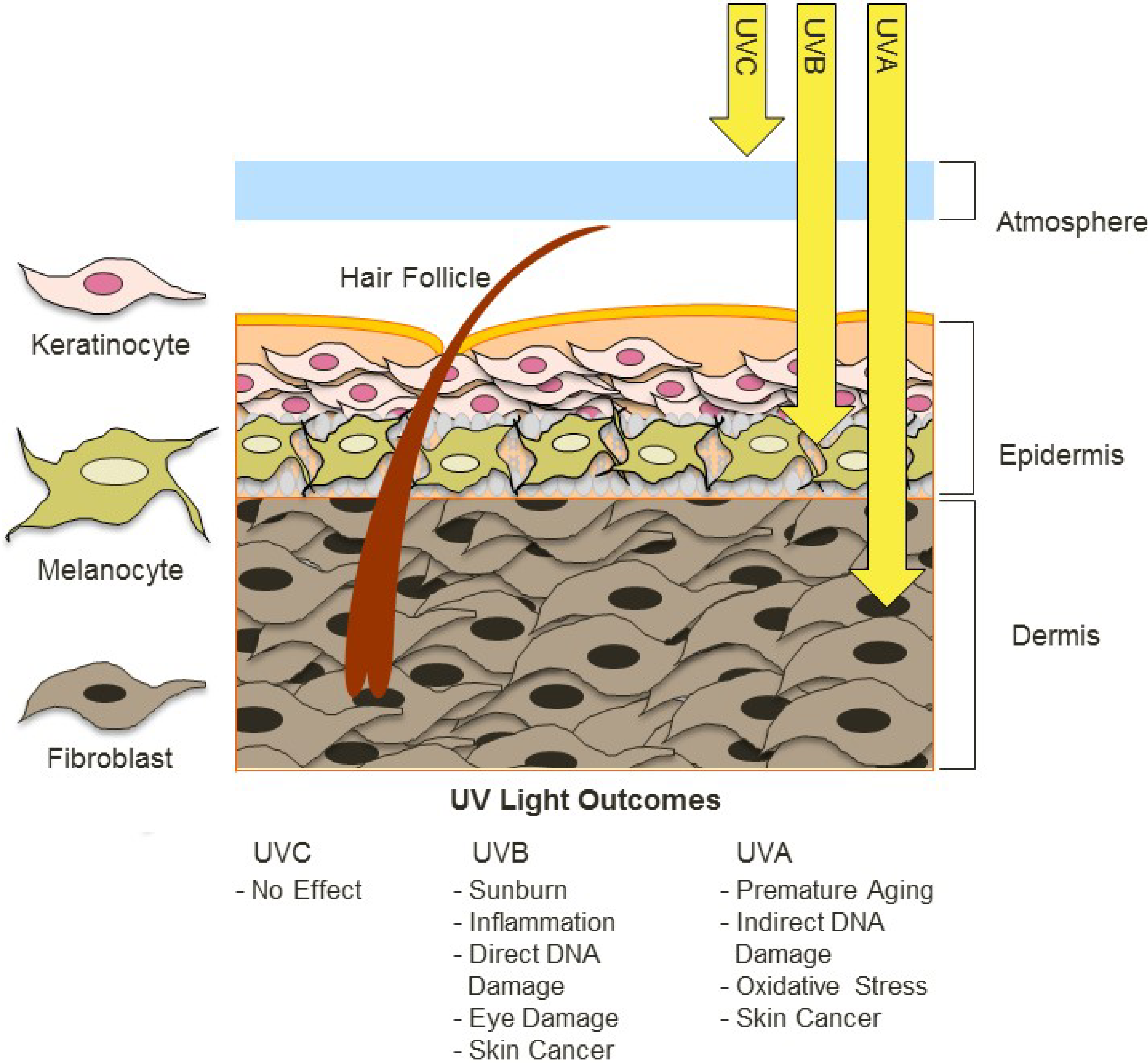 Effects of UV Radiaition on the Dermis